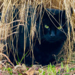 kater-mina