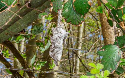 Des Rätsels Lösung: Der Große Sackträger (Canephora hirsuta)