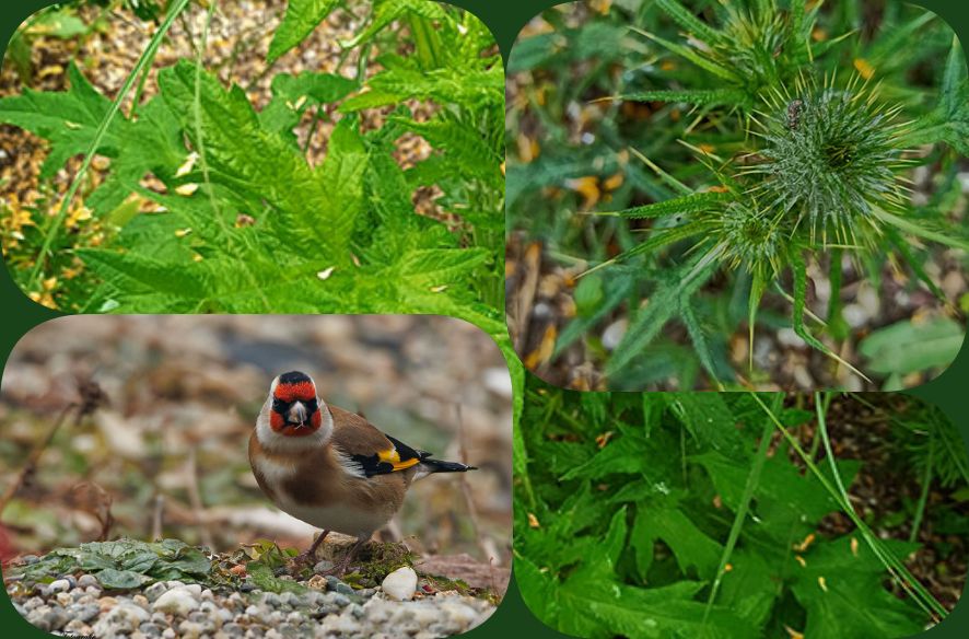 Distel gerettet – und mehr aus dem Garten