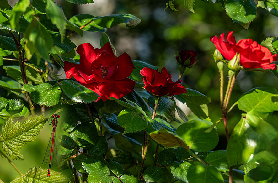 Frühe Adonislibellen & mehr aus dem Garten