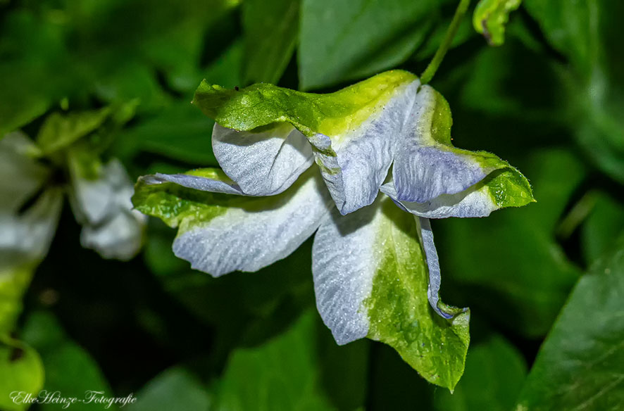 Mittsommermord im Blumenbeet