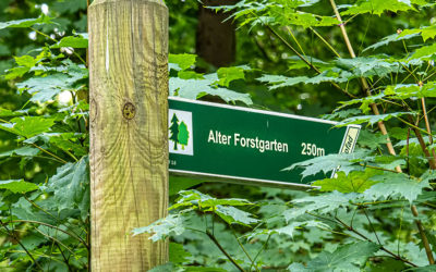 DND (2) – Zwischen Forst & Garten