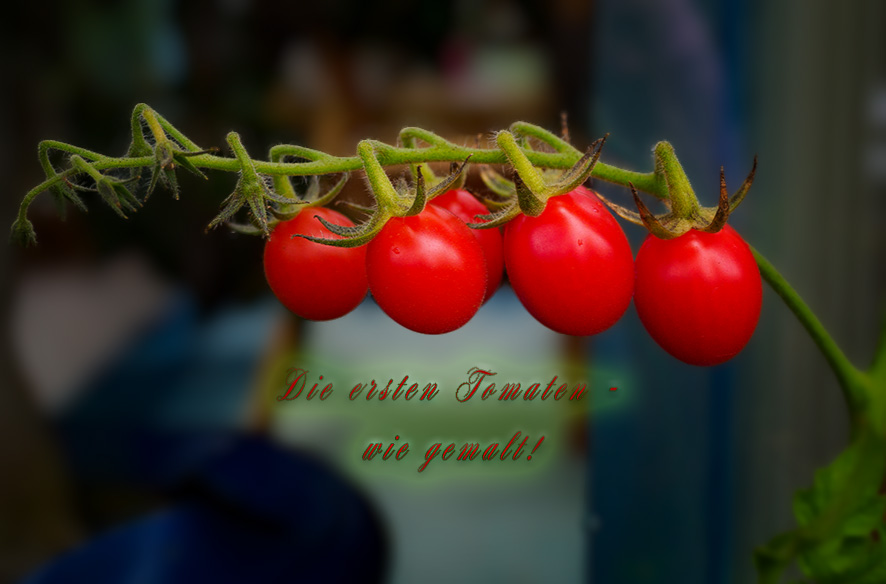 Ich sehe Rot! – Tomaten