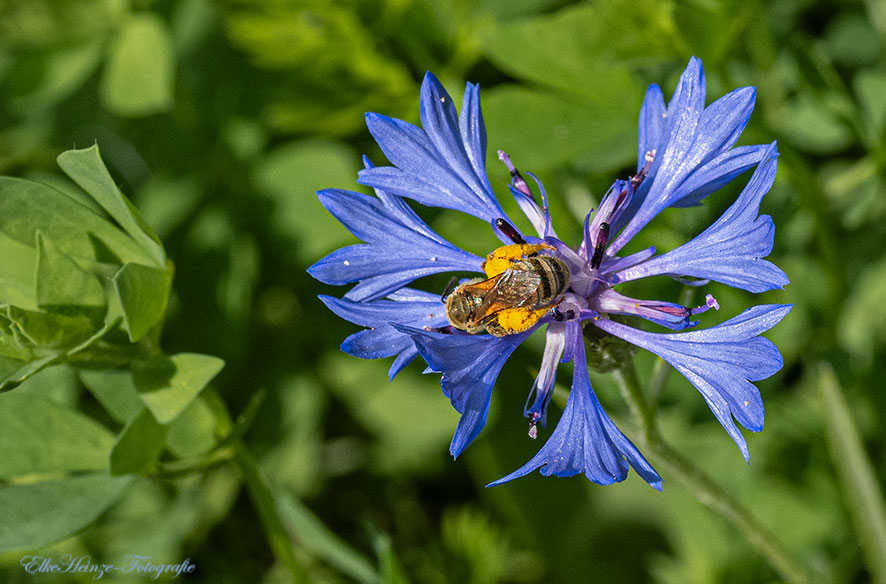 Mini-Blümchen & Mini-Insekten