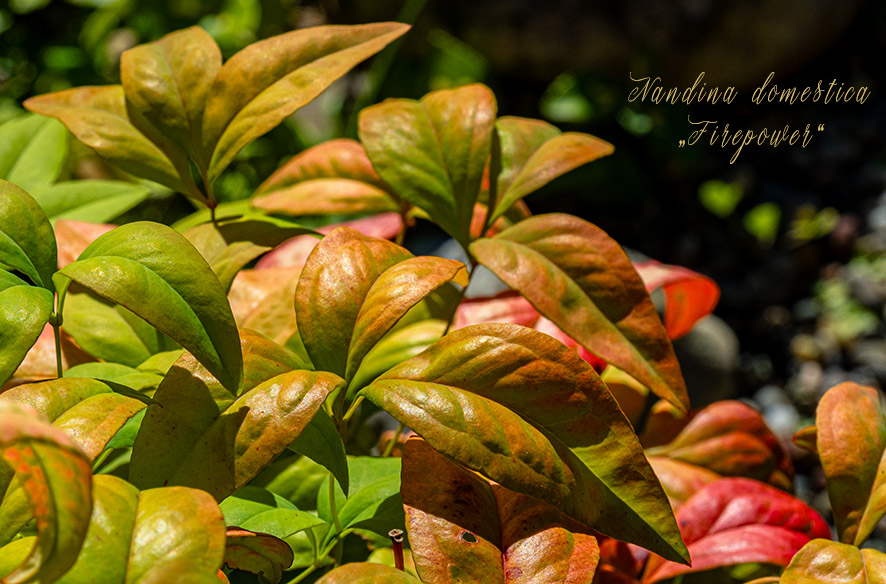 Wochenblatt Nr. 15 – Nandina domestica