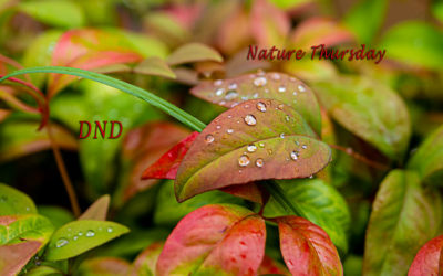 Nature Thursday #7 – Nassbuntes Blätterwerk