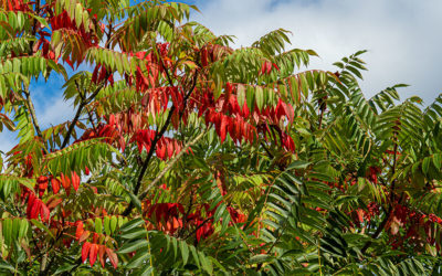 Wochenblatt Nr. 20 – Hirschkolbensumach (Rhus typhina)