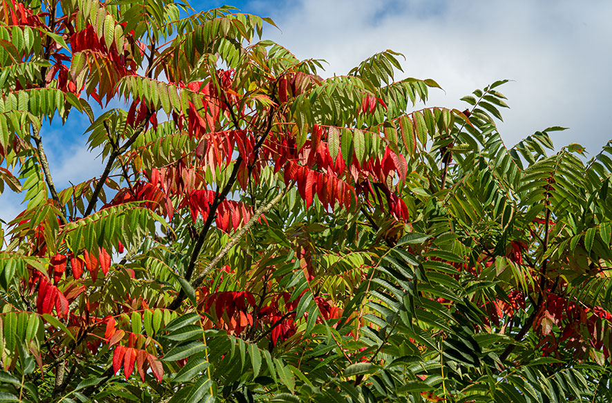 Wochenblatt Nr. 20 – Hirschkolbensumach (Rhus typhina)