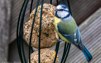 Vögel im Garten – es gibt sie noch!