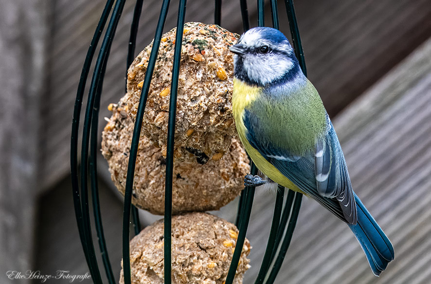 Vögel im Garten – es gibt sie noch!