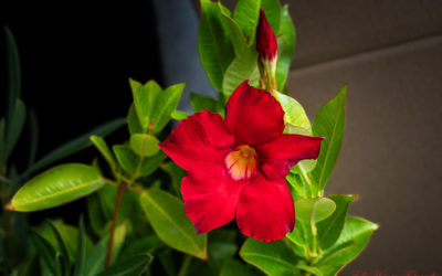 Dipladenia & Eisenholzbaum