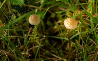 Nature Thursday #10 – Herbstliche Garten-Makros