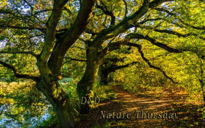 Nature Thursday #11 – An der Nidda