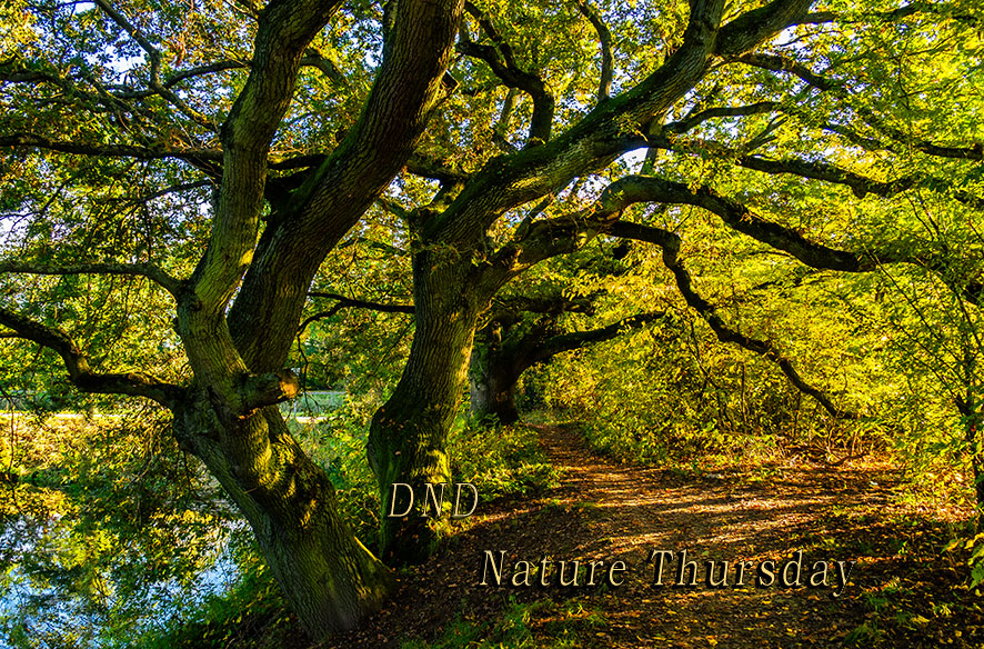 Nature Thursday #11 – An der Nidda