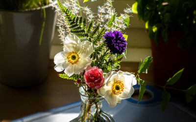 Freitagsblümchen, Rosen & eine Blattlaus(?)