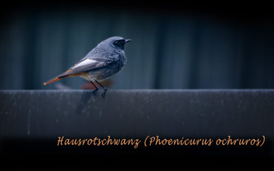 Der Hausrotschwanz – Vogel der Jahres 2025