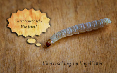 Vogelfutter und anderes mehr