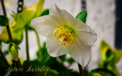 Nature Thursday #15
