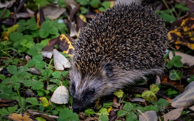 Ein Igel im November – geht das noch gut?