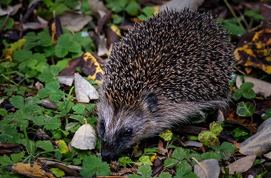 Ein Igel im November – geht das noch gut?