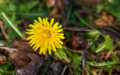 Novemberfrühling?