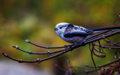 Schwanzmeisen im Garten
