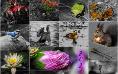 Nature Thursday #1/2025 – Jahresrückblick