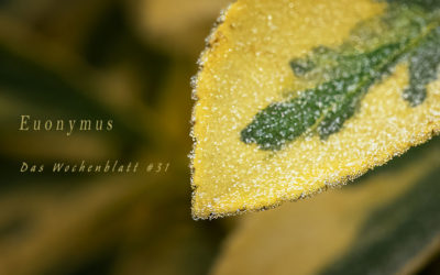 Wochenblatt #31 & Frost