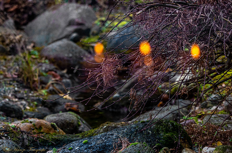 Irrlichter im Garten