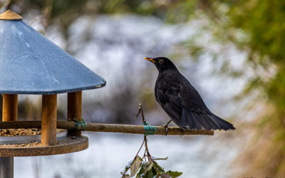 Nature Thursday – Wetterkapriolen