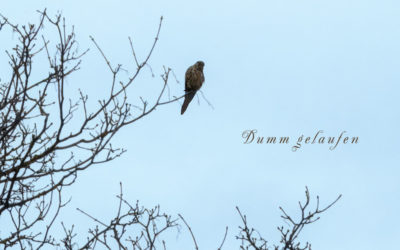 Immer mal wieder . . .