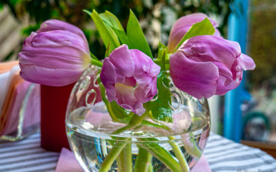 Freitagsblümchen – Ostereiertulpen ;-)