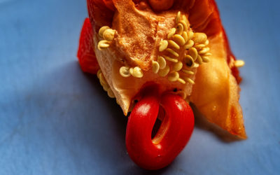 Wenn mir die Paprika . . .