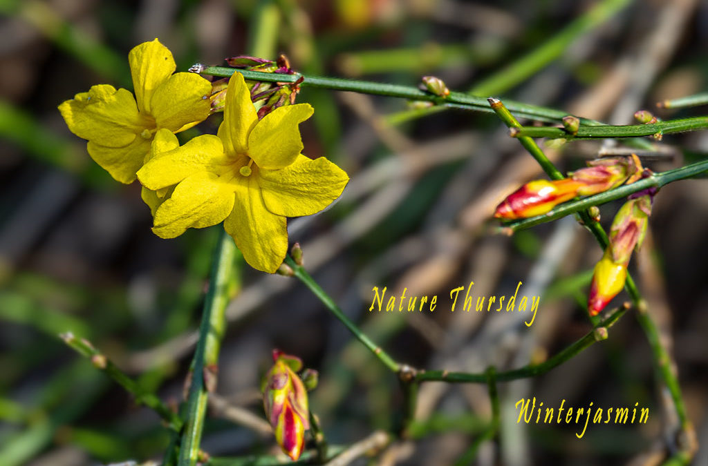 Nature Thursday 2025 #05 – Frühlingsahnen