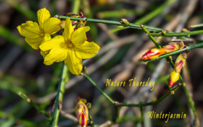 Nature Thursday 2025 #05 – Frühlingsahnen
