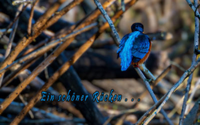Eisvogelglück