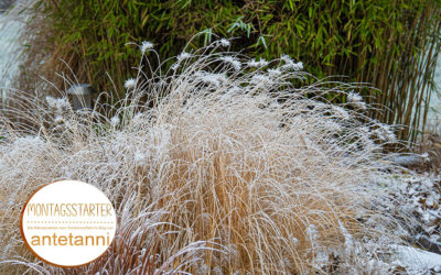 Montagsstarter – wieder mit Eis und Schnee