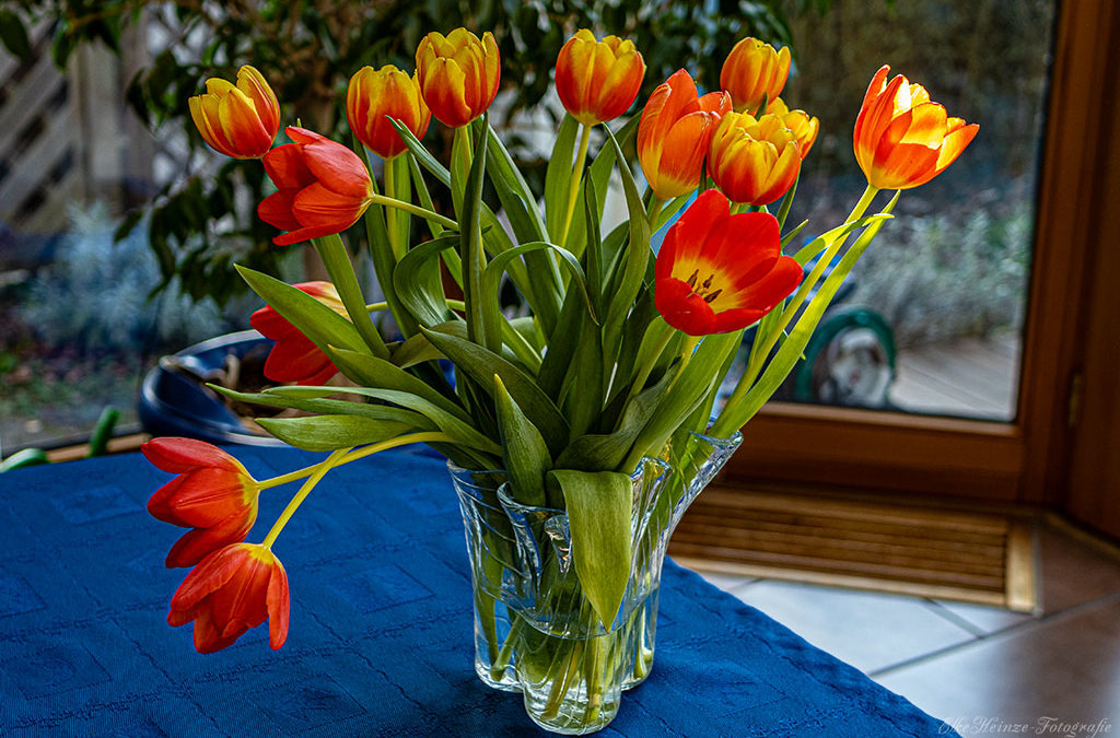 Blümchenfreitag mit Tulpen & einer Rose