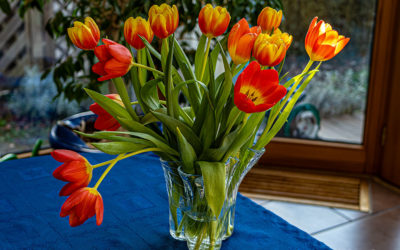 Blümchenfreitag mit Tulpen & einer Rose