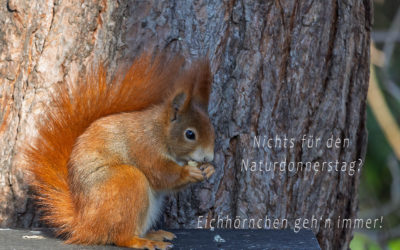 Nature Thursday 2025 #08 – Das Zusammengekehrte ;-)