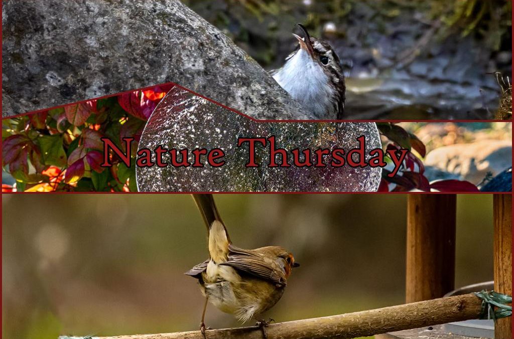 Nature Thursday 2025 #06 – Der Winter ist zurück