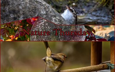 Nature Thursday 2025 #06 – Der Winter ist zurück