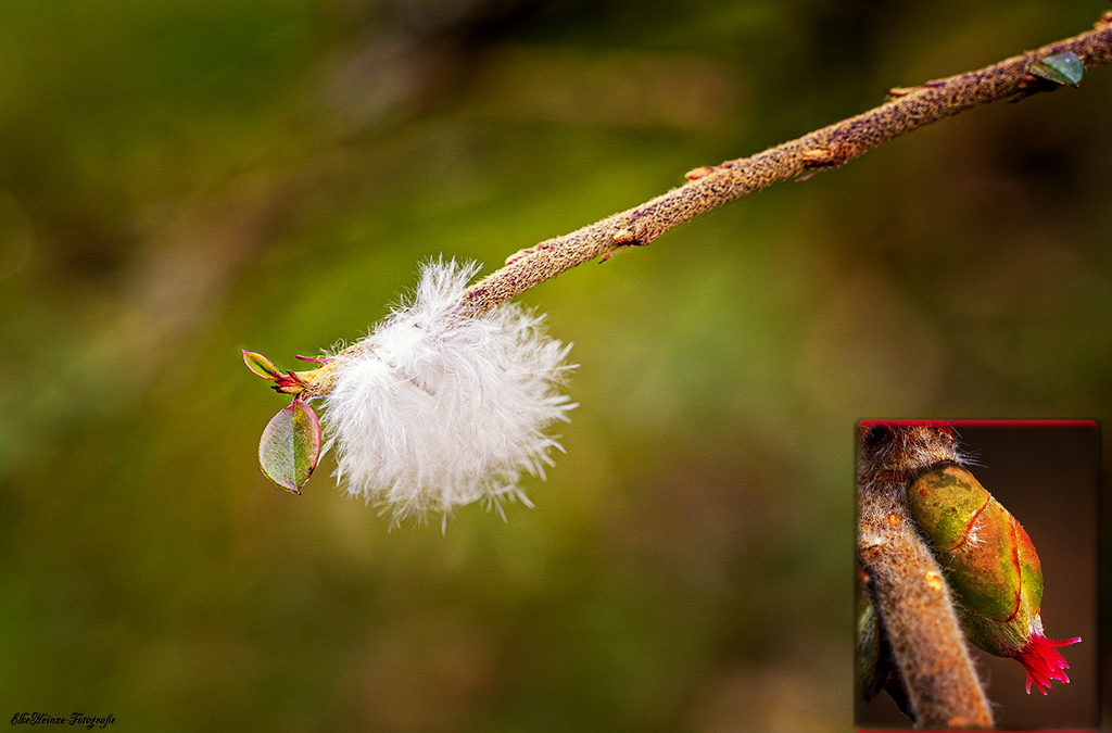 Makro am Sonntag – Haselnussblüten