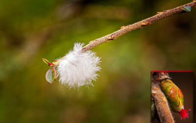 Makro am Sonntag – Haselnussblüten