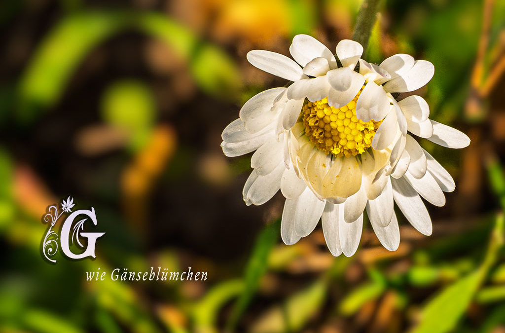 ABC-Projekt – Gänseblümchenstudien