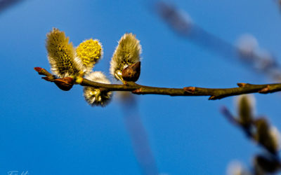 Nature Thursday 2025 #10 – Hurra, Frühling!