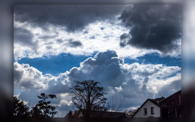 Himmelsblick & Feuer-Goldwespe