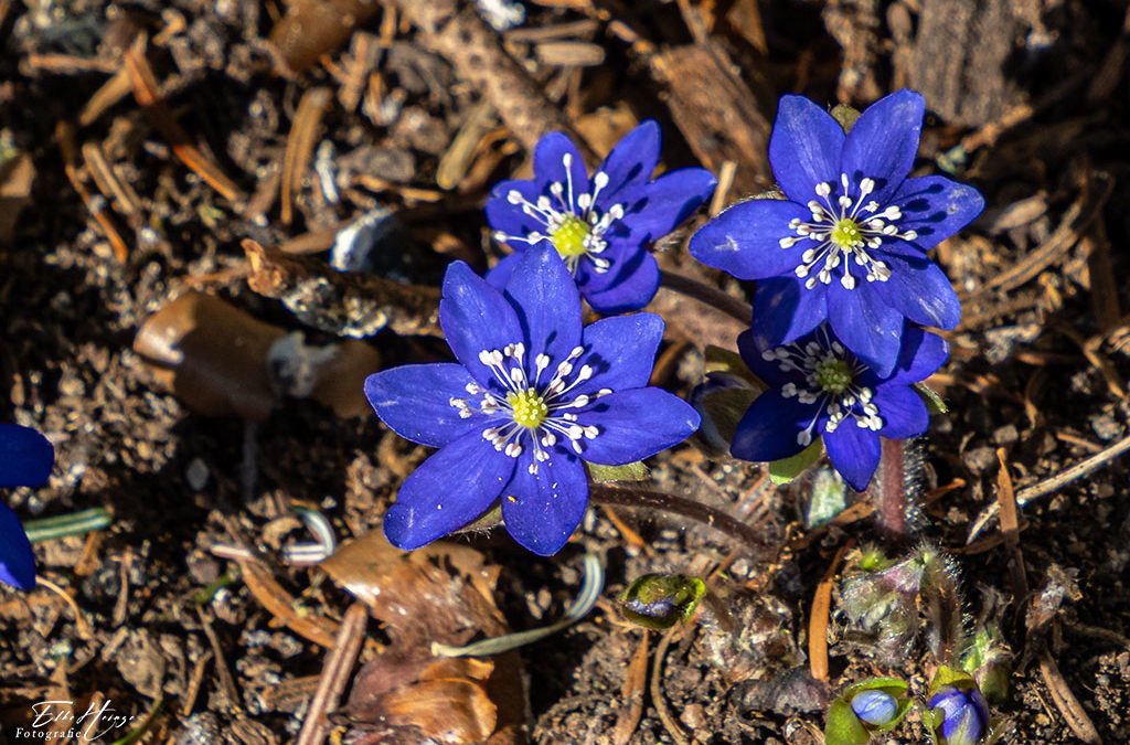 Leberblümchen – Bild der Woche