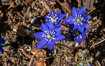 Leberblümchen – Bild der Woche
