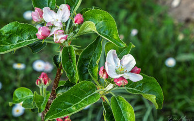 Apfelblüten & Schäfchen